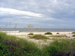sea oats on indian rocks beach, august 13, 2004